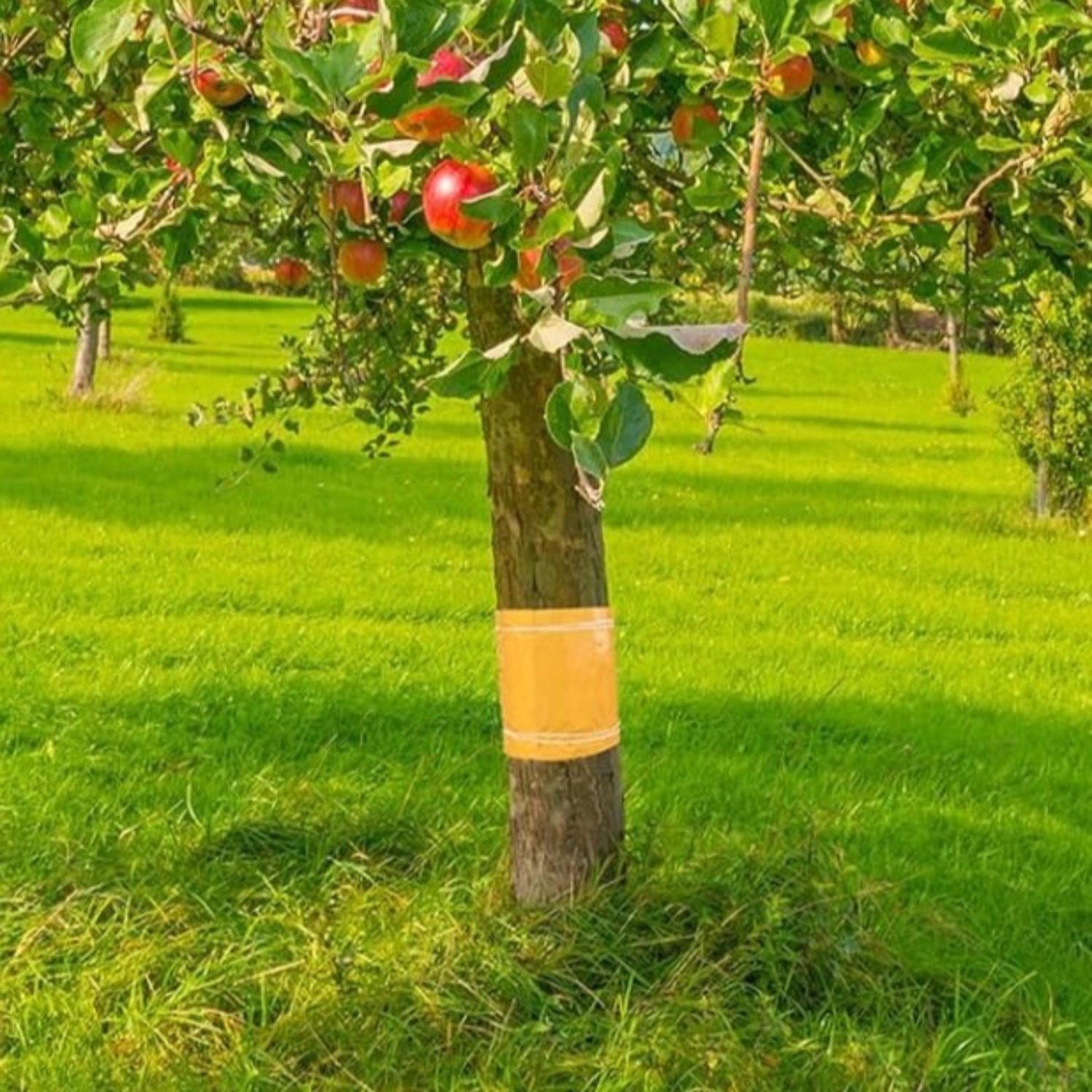 Self-adhesive Fruit Tree Glue Rings - 25 Cm X 5 M Glue Ring, Tree Protection, Tree Glue Ring, Glue For Fruit Trees As A Ring, Tree Trunk Protection
Self-adhesive Fruit Tree Glue Rings - 25 Cm X 5 M Glue Ring, Tree Protection, Tree Glue Ring, Glue For Fruit Trees As A Ring, Tree Trunk Protection