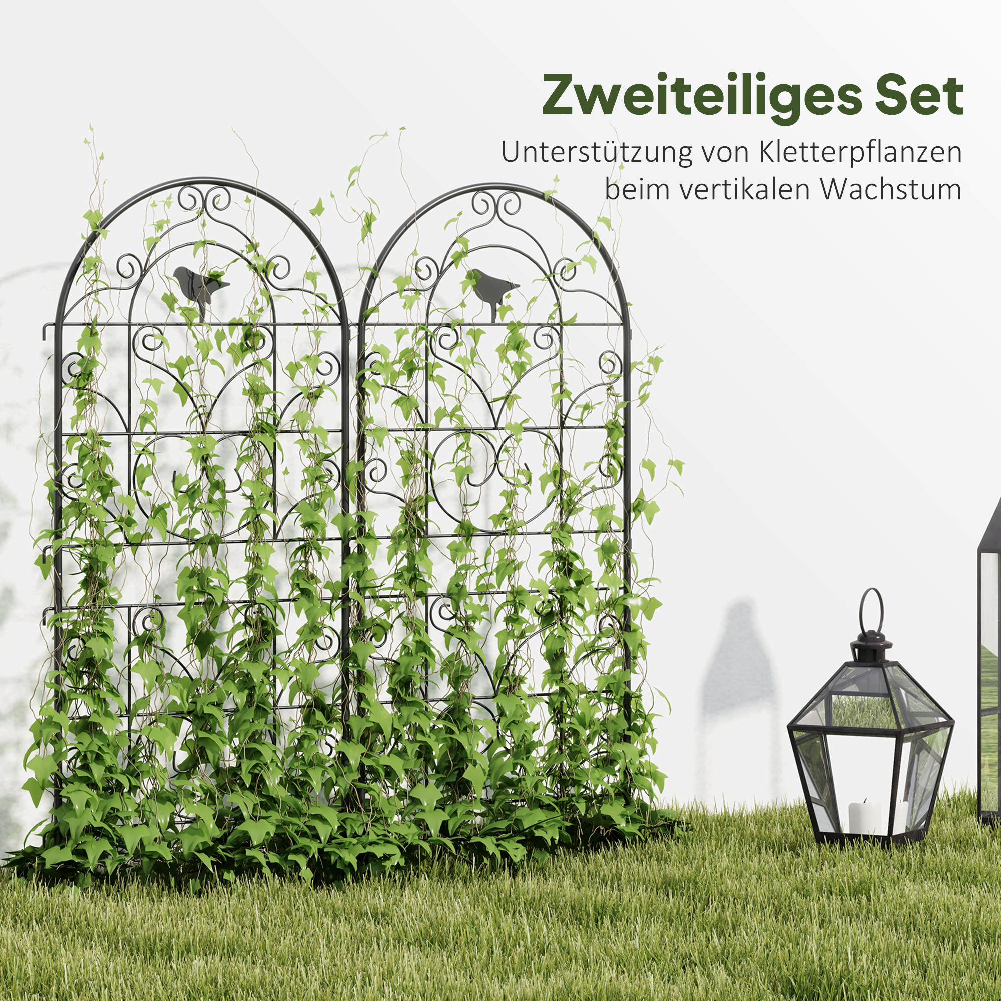 buntnessel kaufen zimmerpflanze Frische Buntnessel Samen kaufen – Pflanzpaket main image 0