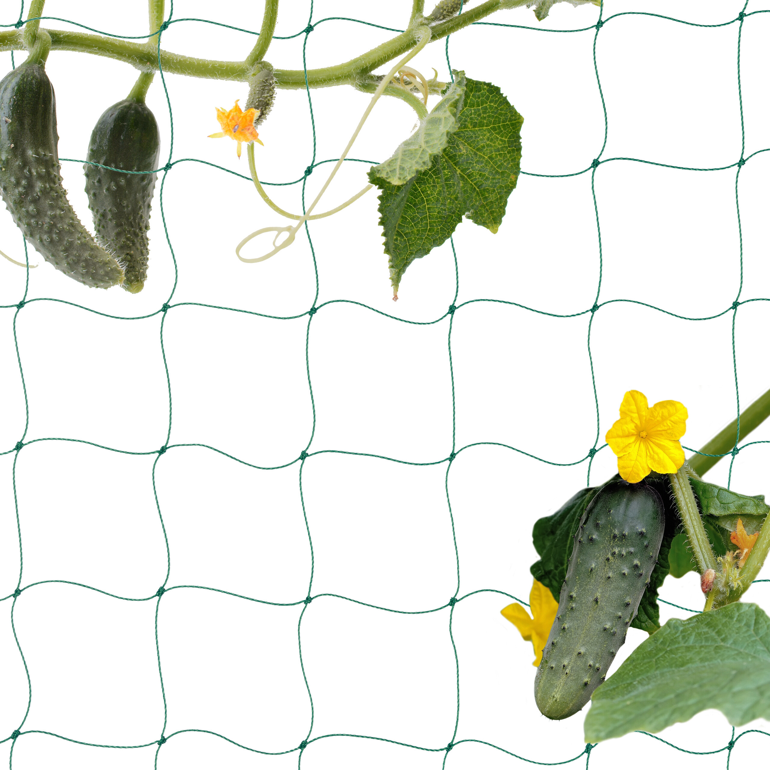 Net 200 Cm
