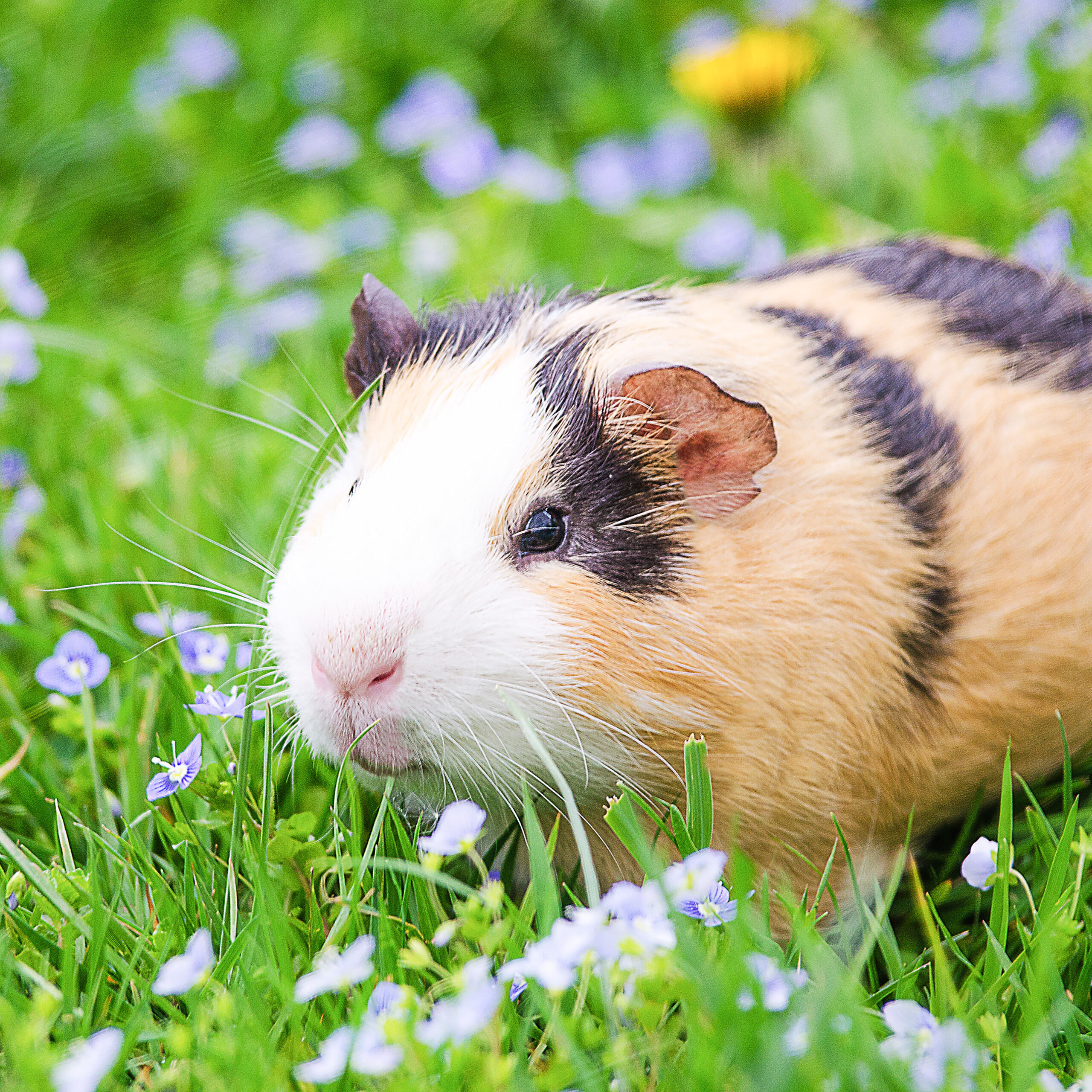 254f356d Ce17 4b4c 84f1 7977edd73344