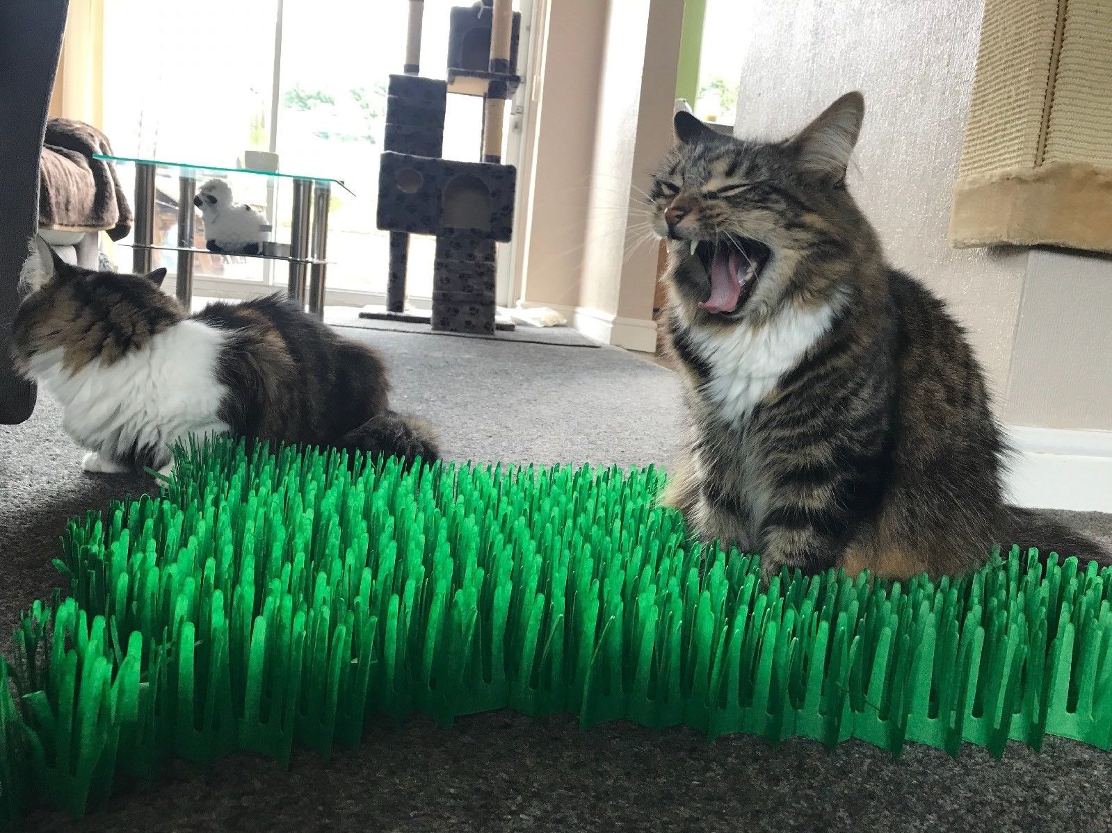 Tissue Paper Cat Mat. Green paper imitation grass play mat - fun for Indoor Cats and Kittens