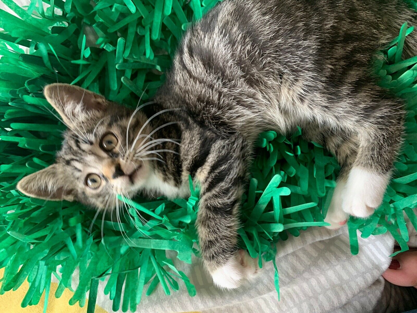 Tissue Paper Cat Mat. Green paper imitation grass play mat - fun for Indoor Cats and Kittens