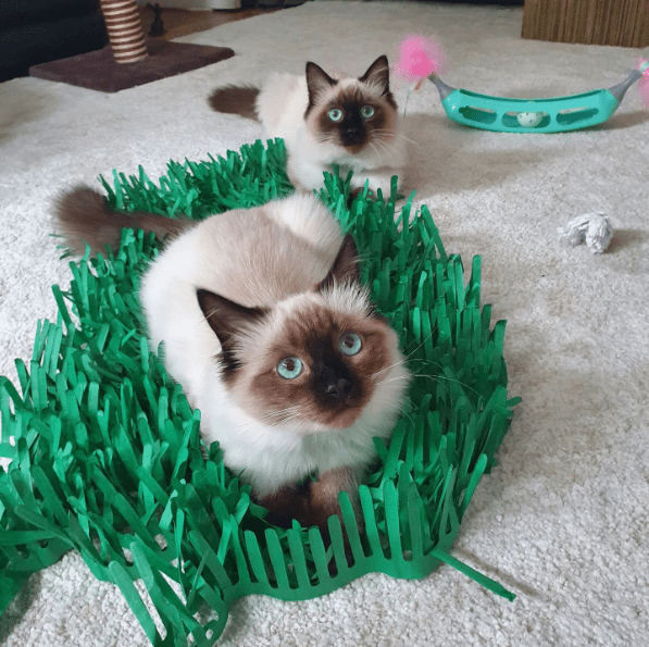 Tissue Paper Cat Mat. Green paper imitation grass play mat - fun for Indoor Cats and Kittens