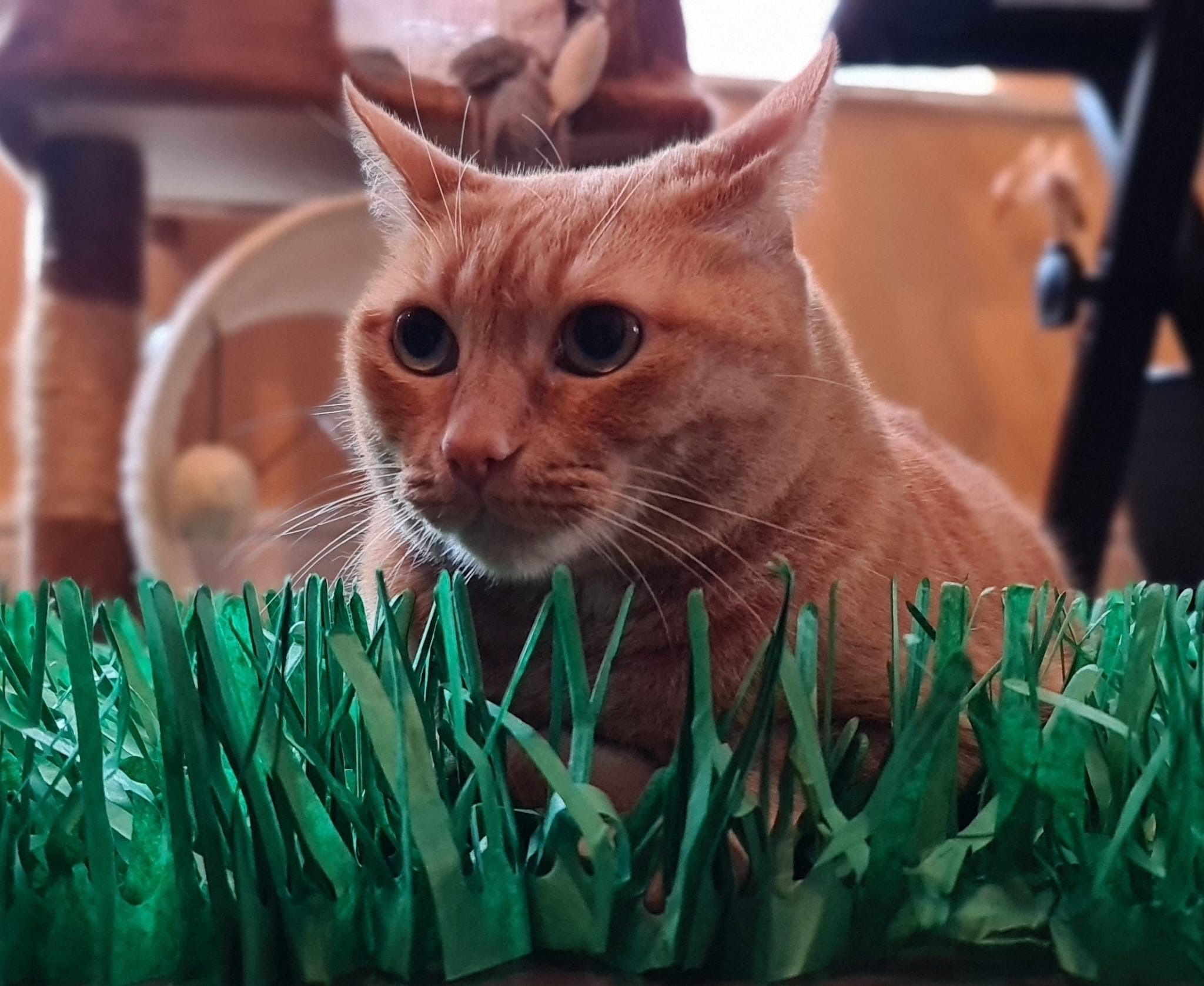 Tissue Paper Cat Mat. Green paper imitation grass play mat - fun for Indoor Cats and Kittens