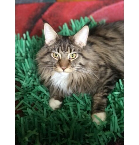 Tissue Paper Cat Mat. Green paper imitation grass play mat - fun for Indoor Cats and Kittens