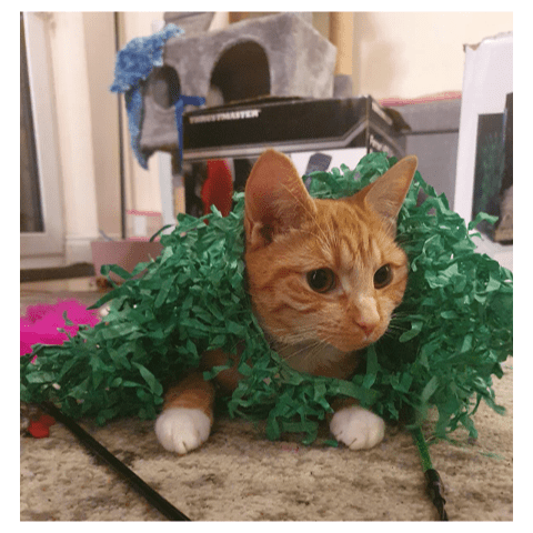 Tissue Paper Cat Mat. Green paper imitation grass play mat - fun for Indoor Cats and Kittens