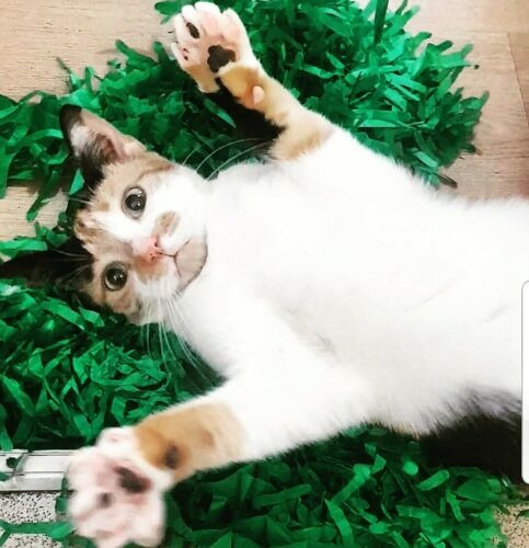 Tissue Paper Cat Mat. Green paper imitation grass play mat - fun for Indoor Cats and Kittens