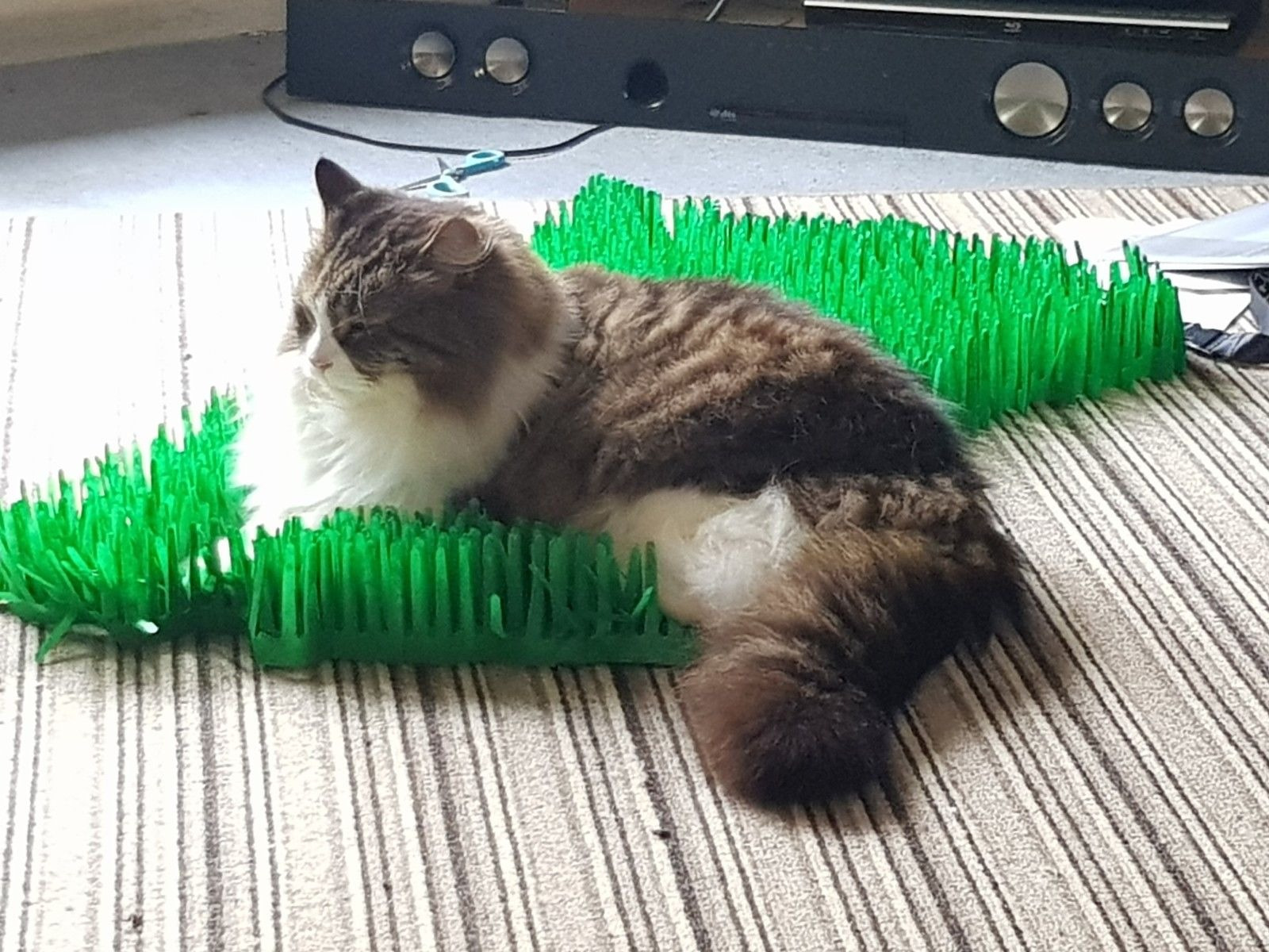 Tissue Paper Cat Mat. Green paper imitation grass play mat - fun for Indoor Cats and Kittens