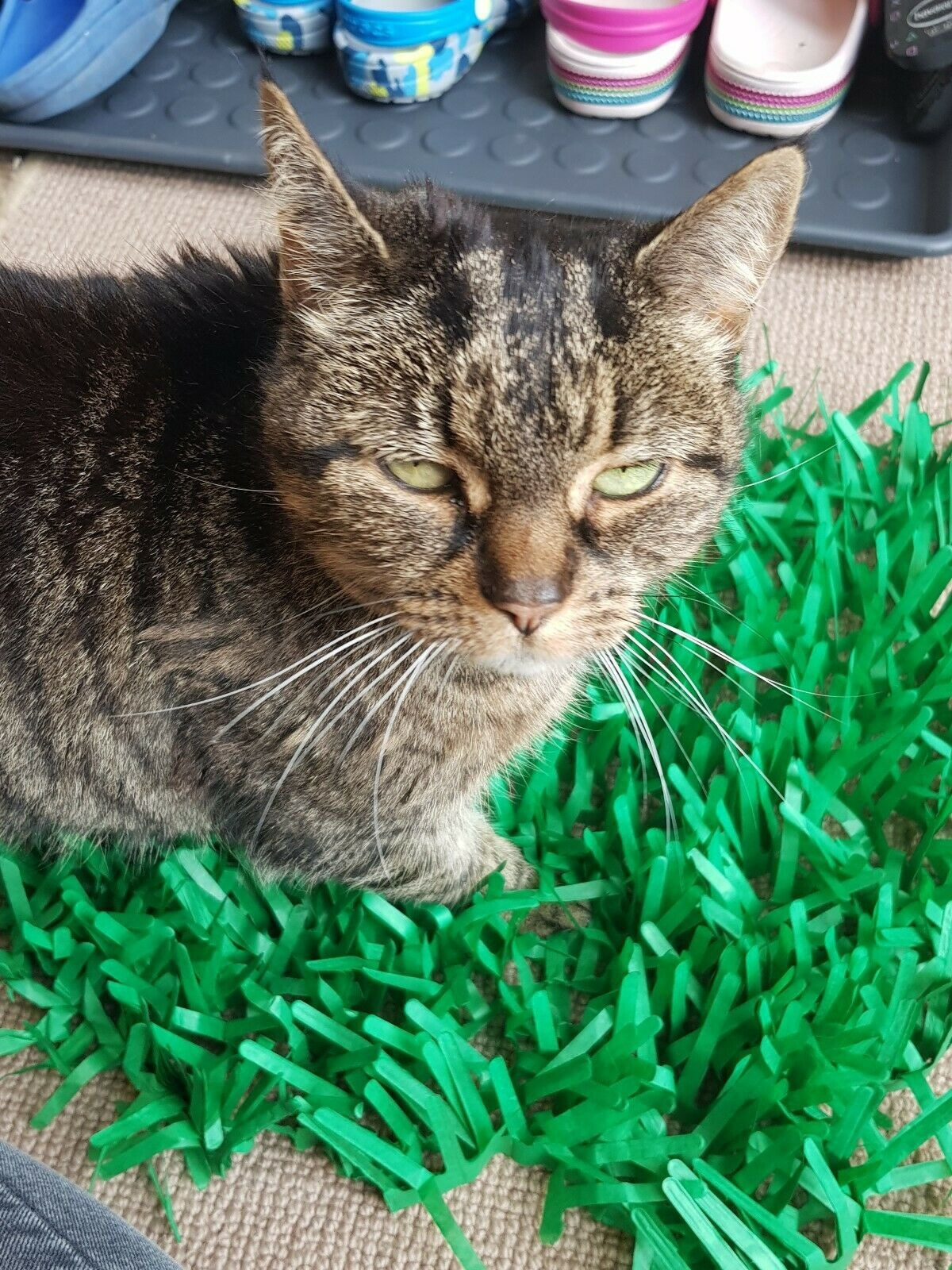 Tissue Paper Cat Mat. Green paper imitation grass play mat - fun for Indoor Cats and Kittens