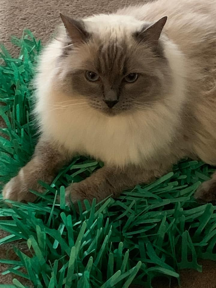 Tissue Paper Cat Mat. Green paper imitation grass play mat - fun for Indoor Cats and Kittens