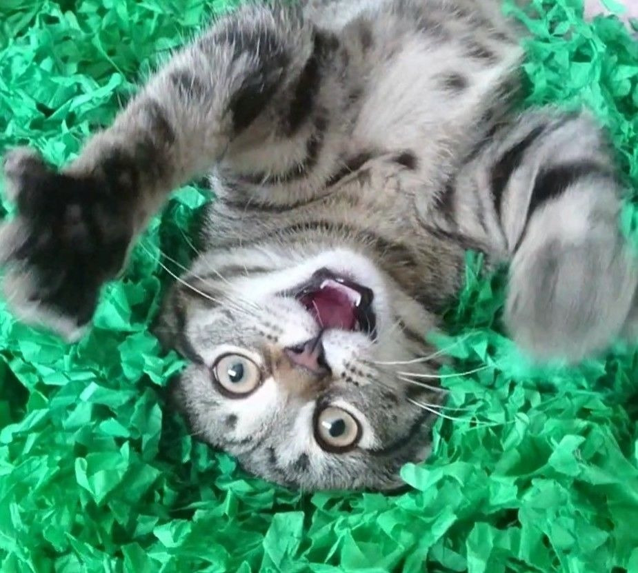 Tissue Paper Cat Mat. Green paper imitation grass play mat - fun for Indoor Cats and Kittens