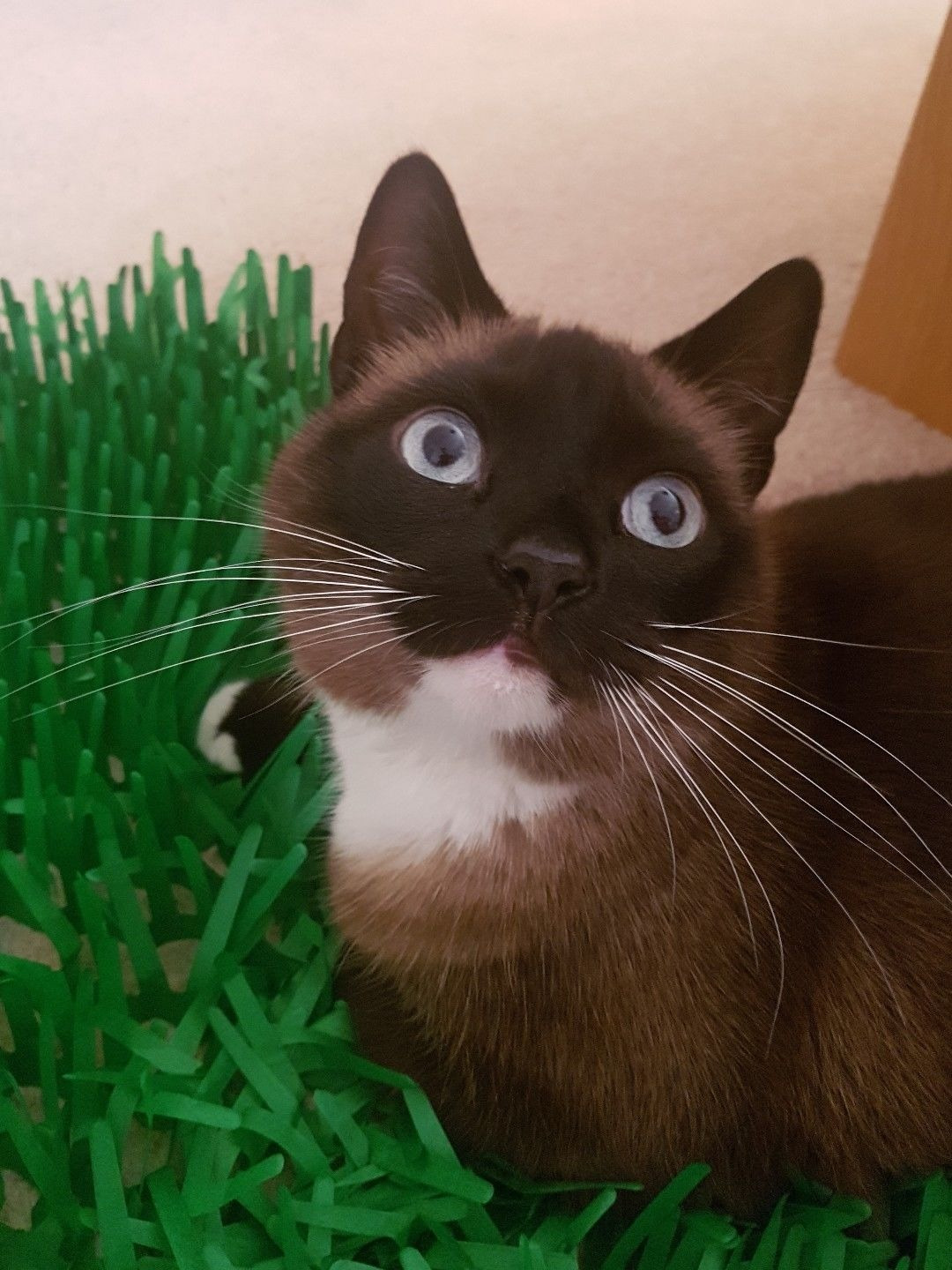 Tissue Paper Cat Mat. Green paper imitation grass play mat - fun for Indoor Cats and Kittens