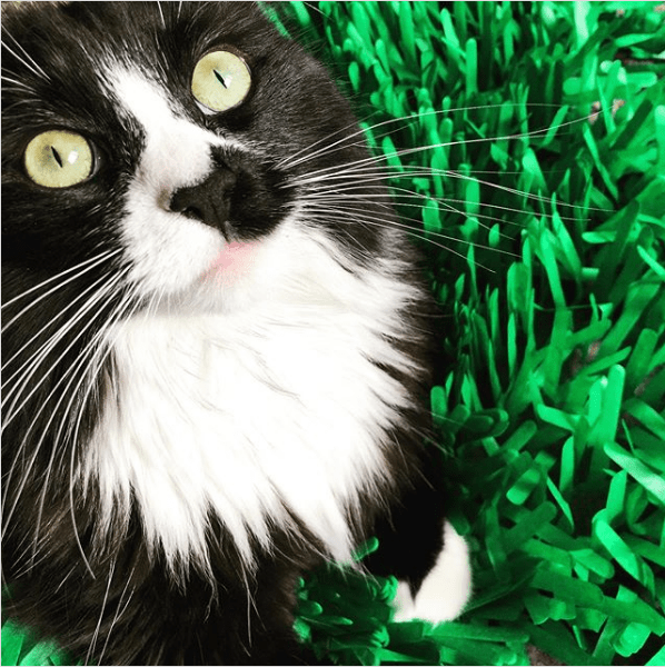 Tissue Paper Cat Mat. Green paper imitation grass play mat - fun for Indoor Cats and Kittens