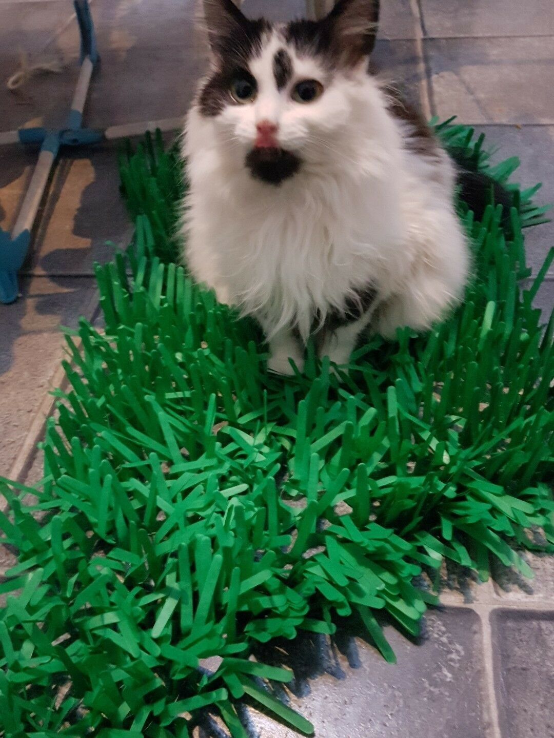Tissue Paper Cat Mat. Green paper imitation grass play mat - fun for Indoor Cats and Kittens