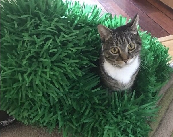 Tissue Paper Cat Mat. Green paper imitation grass play mat - fun for Indoor Cats and Kittens