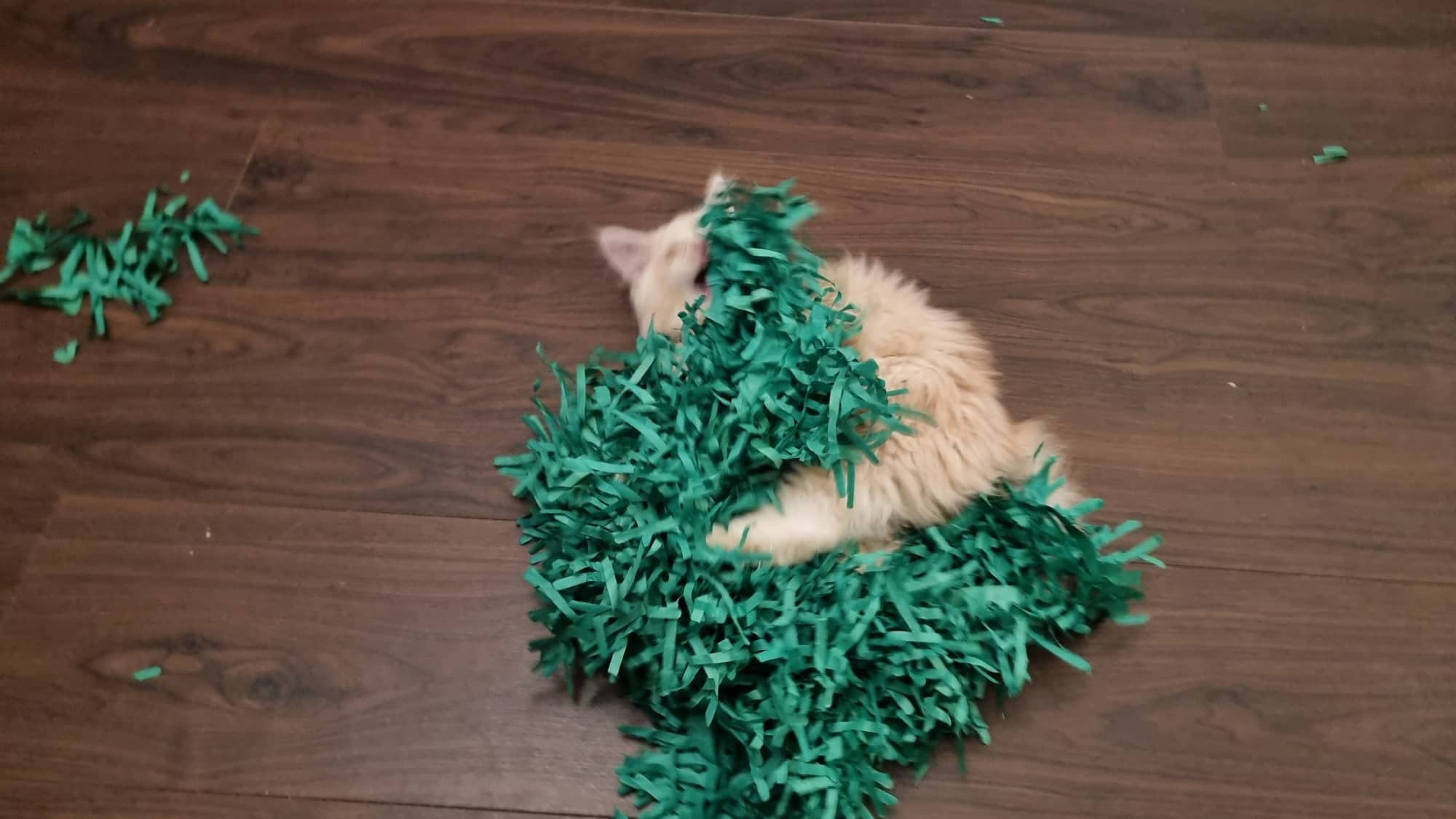 Tissue Paper Cat Mat. Green paper imitation grass play mat - fun for Indoor Cats and Kittens