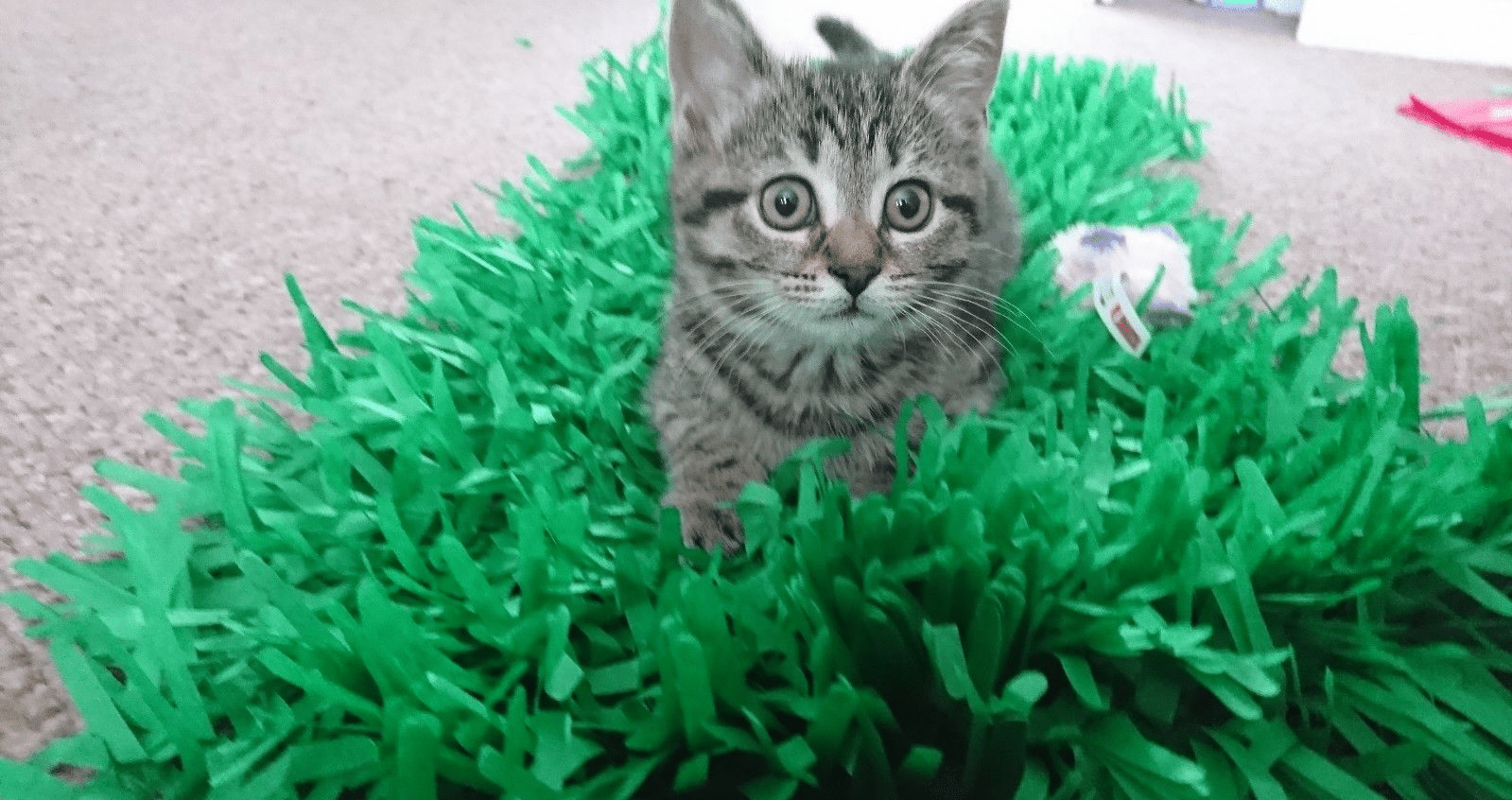 Tissue Paper Cat Mat. Green paper imitation grass play mat - fun for Indoor Cats and Kittens