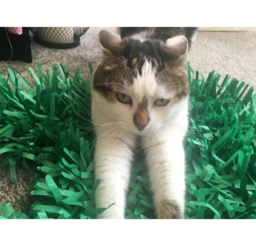 Tissue Paper Cat Mat. Green paper imitation grass play mat - fun for Indoor Cats and Kittens