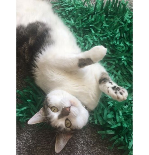 Tissue Paper Cat Mat. Green paper imitation grass play mat - fun for Indoor Cats and Kittens