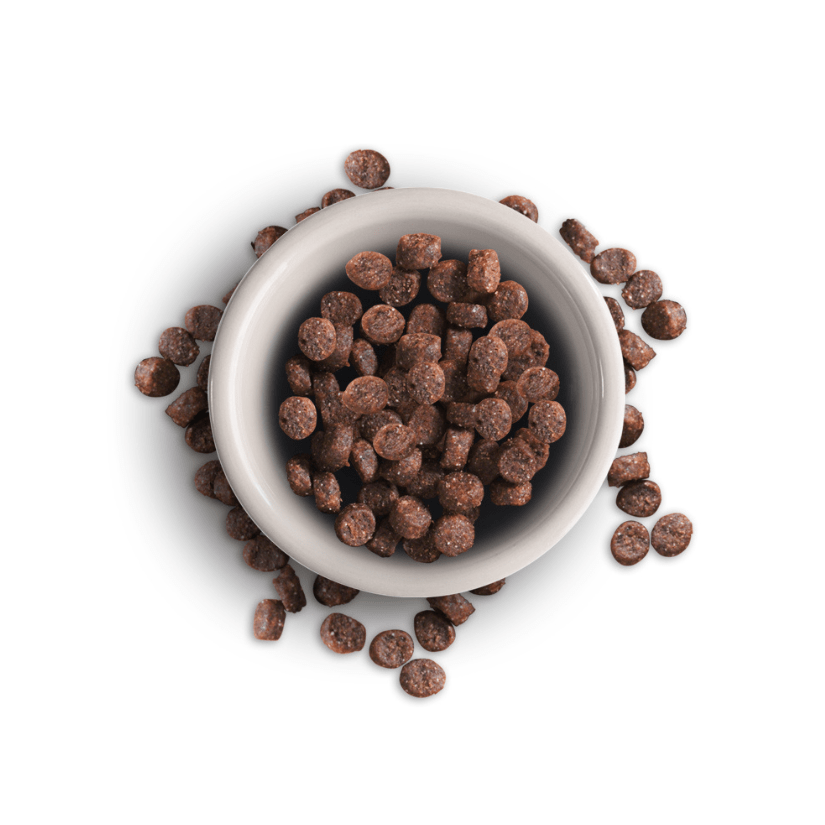 Leonardo Adulte GF | Nourriture pour Chats | Croquettes Sans Céréales pour Chats | Nourriture Complète pour Chats Adultes de Toutes Races de 1 An et Plus