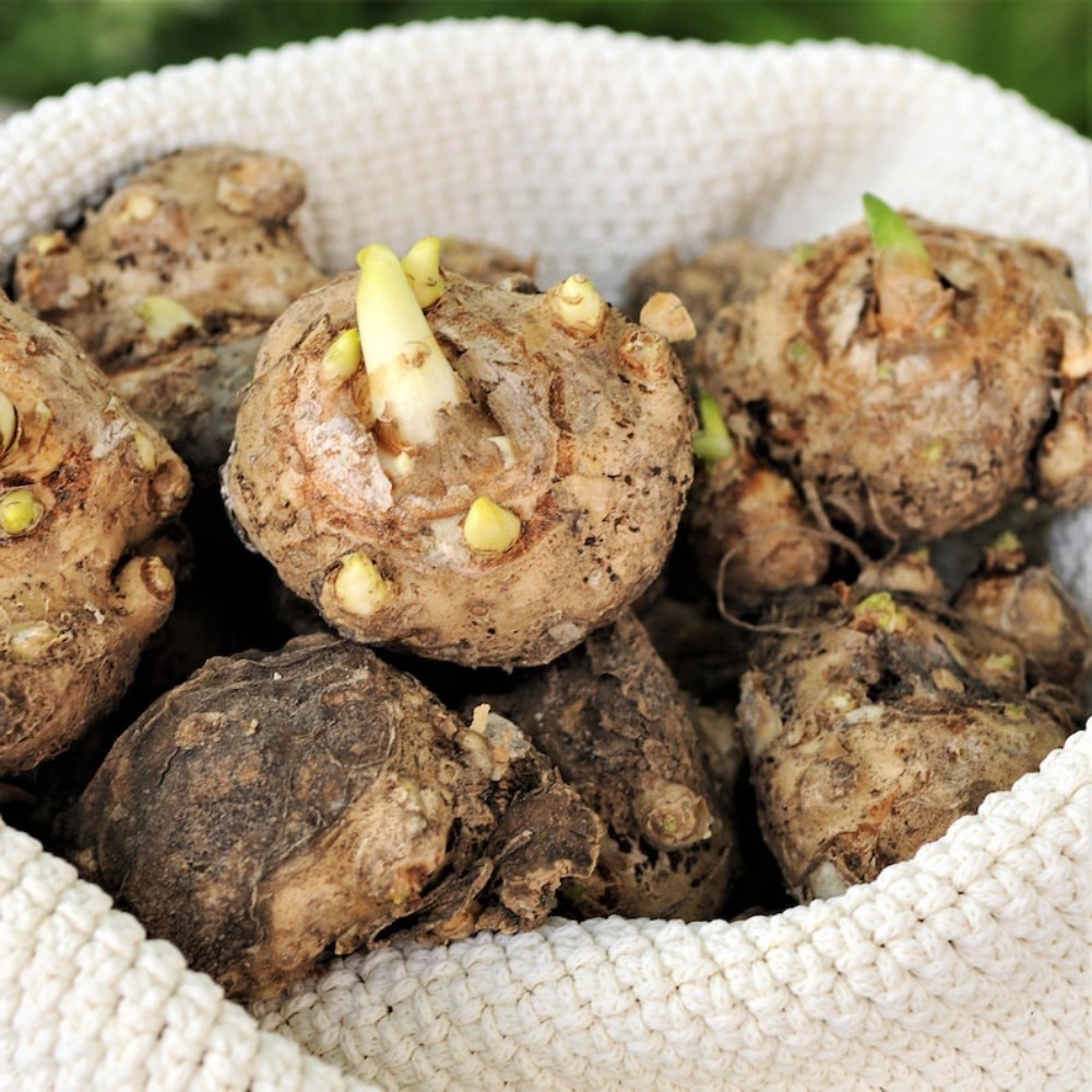 TEMU 200seedscalla Pack Flower Seeds From Easy To Grow