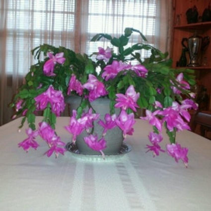 TEMU 50pcs Violet Facile à Promotion HomeYard Approvisionnement Limité