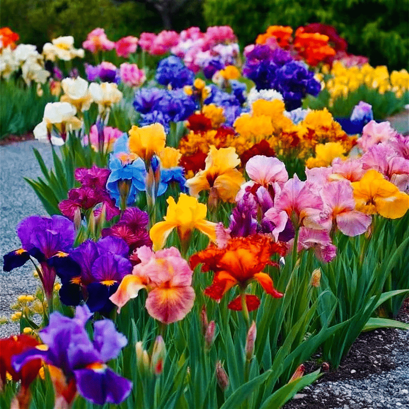 TEMU Perennial Mixed Colors Flower Seeds For Outdoor Gardening