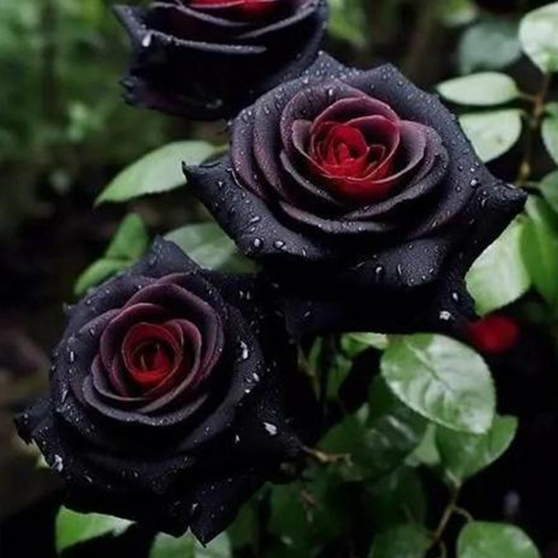TEMU Roses And Red Roses Are Fresh, Tough, Plants That Bees.