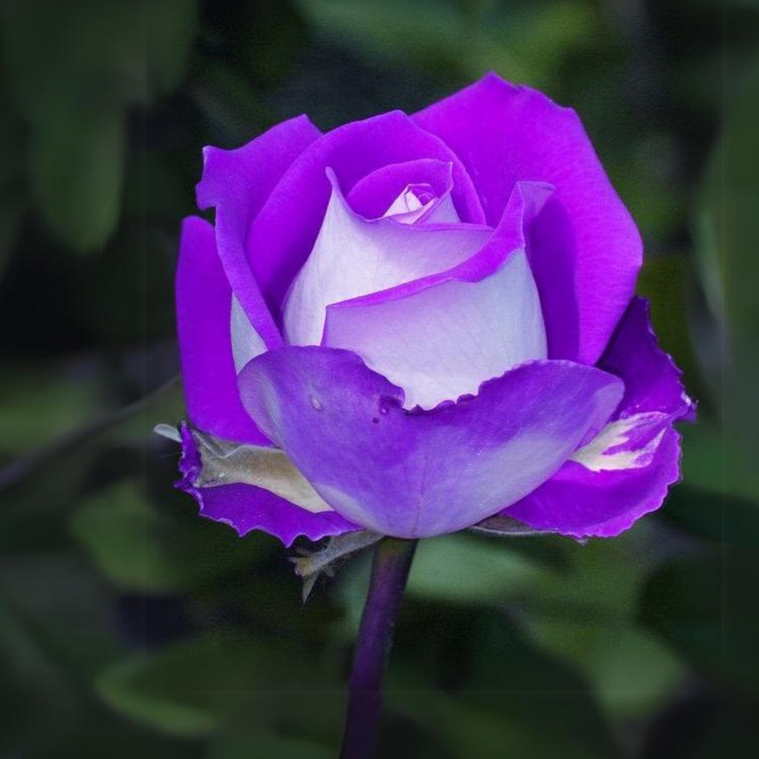 TEMU 100 Purple Seeds - Authentic - Ideal For Late Winter To Early - Buy 3 Get 1 Free Offer 1070