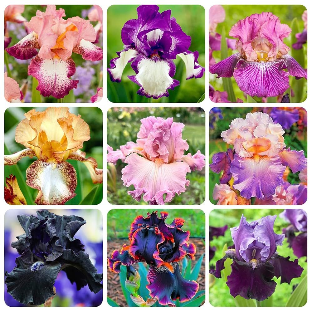 TEMU Perennial Seeds, Resistant Flowers For Outdoors, Ground Cover Plants, Climbing Plants, Indoor-outdoor Plants, Flowering Herbs, Vegetables,