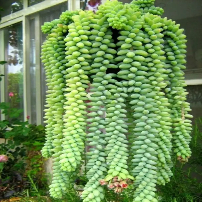TEMU 200 Succulent Seeds Bonsai Seeds Indoor Plants Planting Plants Garden Flowers Home