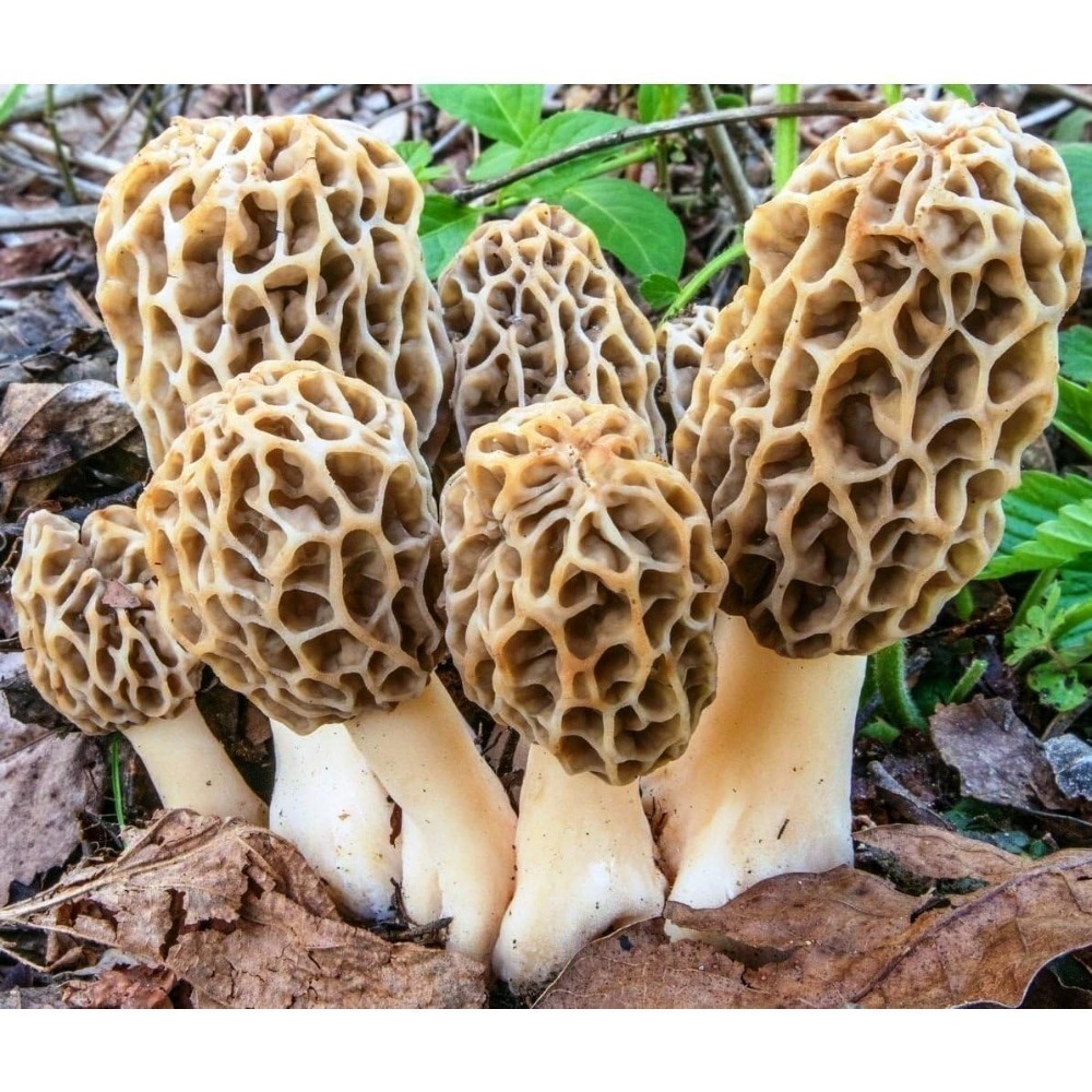 TEMU 200 Seeds Mushrooms Spores Mycelium Grow For Planting