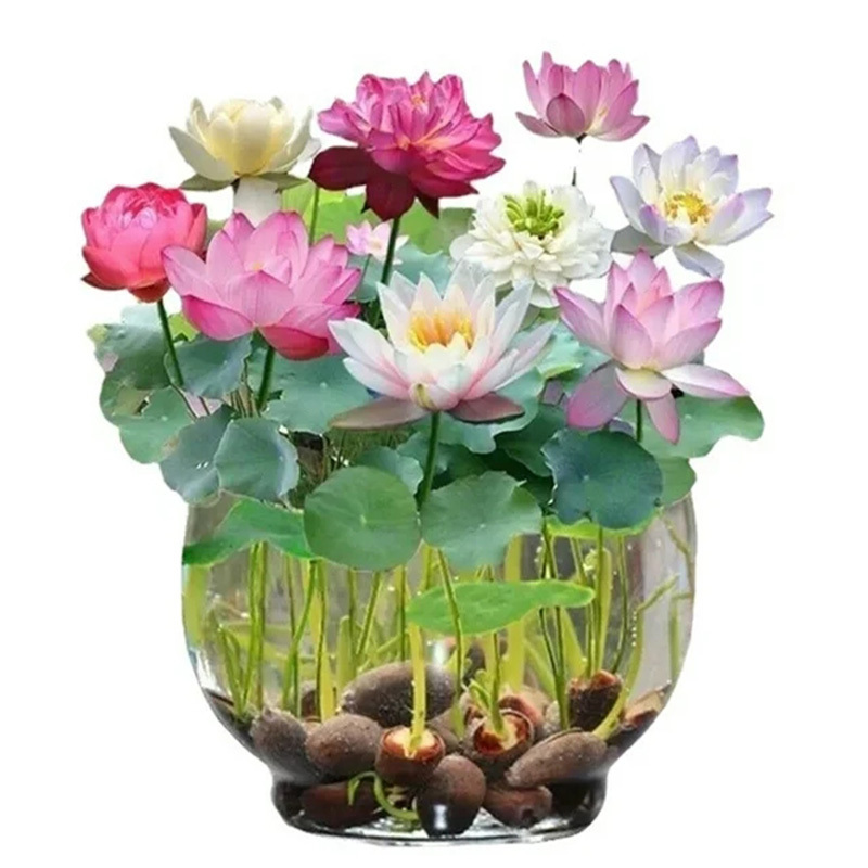 TEMU 40pcs Lotus Seeds Water Lily Home Gardening Plants Multicolor Mixed Mini Lotus Seeds Lotus Seeds Fast Growth