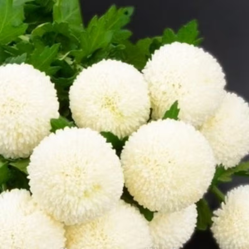 TEMU 52pcs Rare And Beautiful White Snowball Seeds - Alfalfa Seeds, Flower Seeds