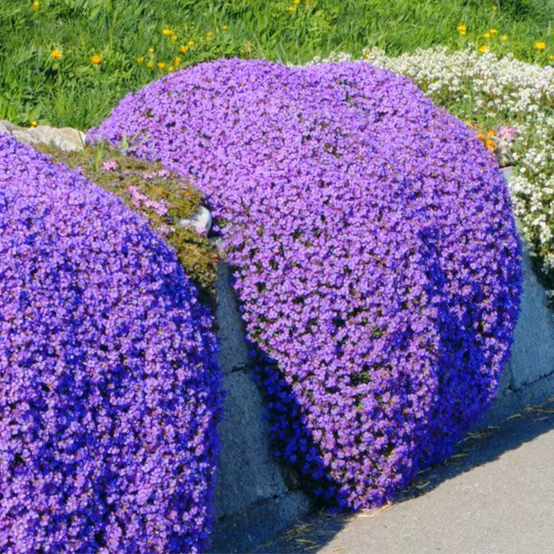 TEMU 198pcs Grain Climbing Lavender Seeds, Perennial Flowers, Gardening Seeds