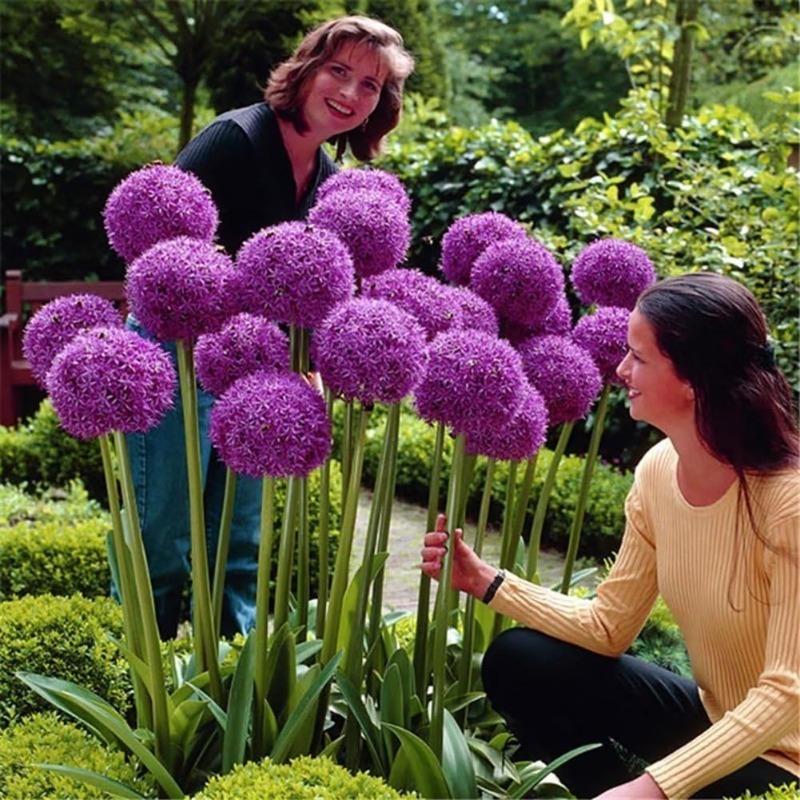 TEMU 72pcs Of Giant Allium Ornamental Onions, Rabbit And Deer Resistant, Desertresistant Flower, Traditional , Pink, Yellow, Orange Chrysanthemum