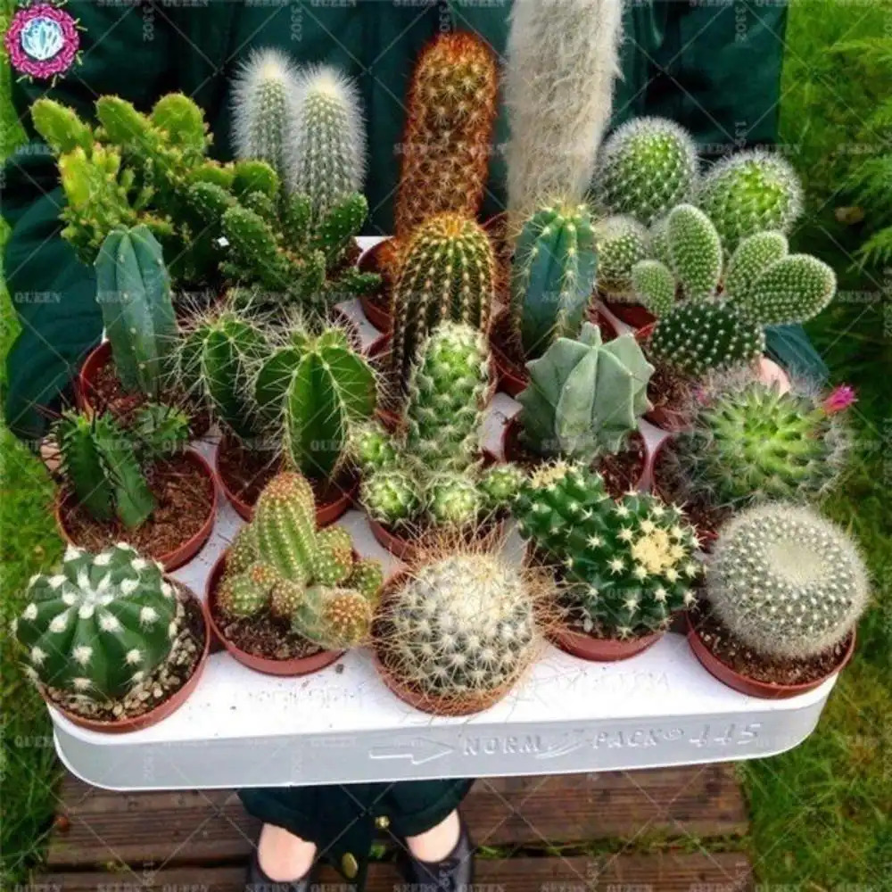 TEMU 200pcs Of Cactus Bonsai Plant Seeds In For Diy Gardening Supplies