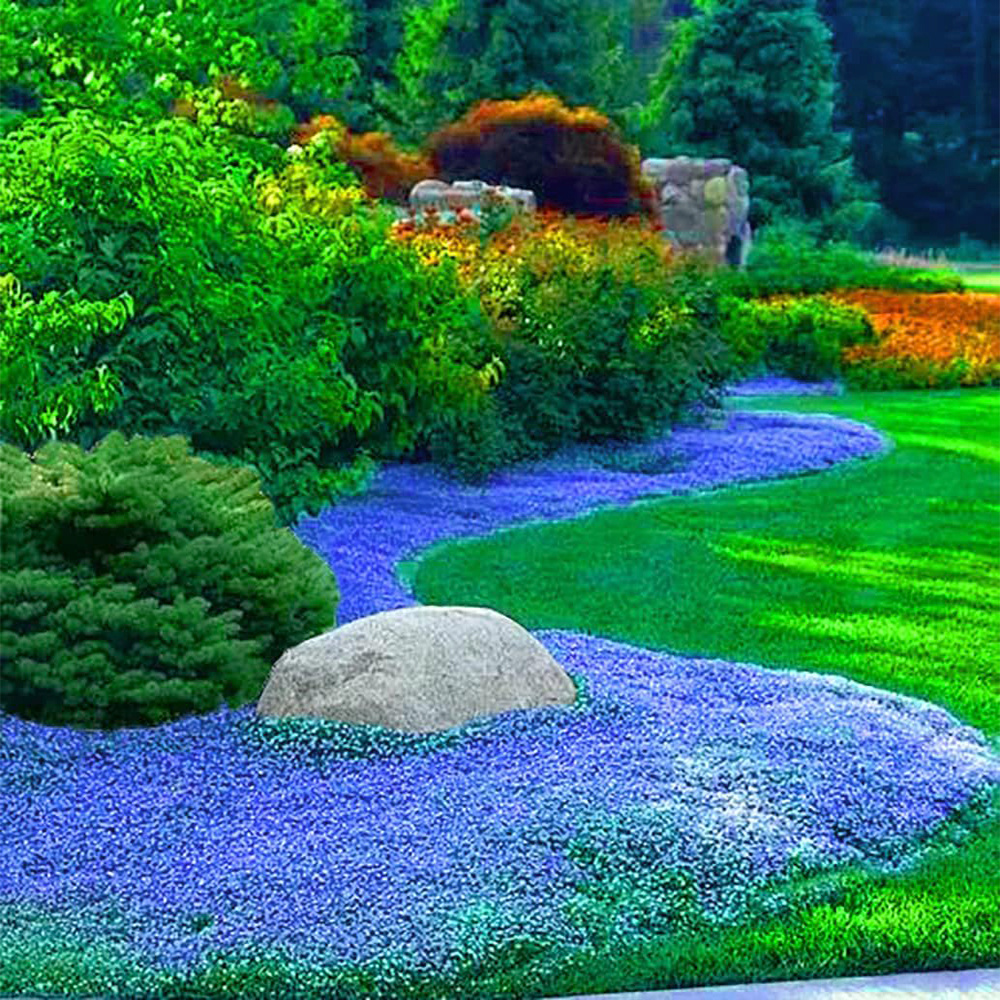 TEMU 263 Pieces Of Blue Thyme Seeds - Create A Fragrant With Seed Pack