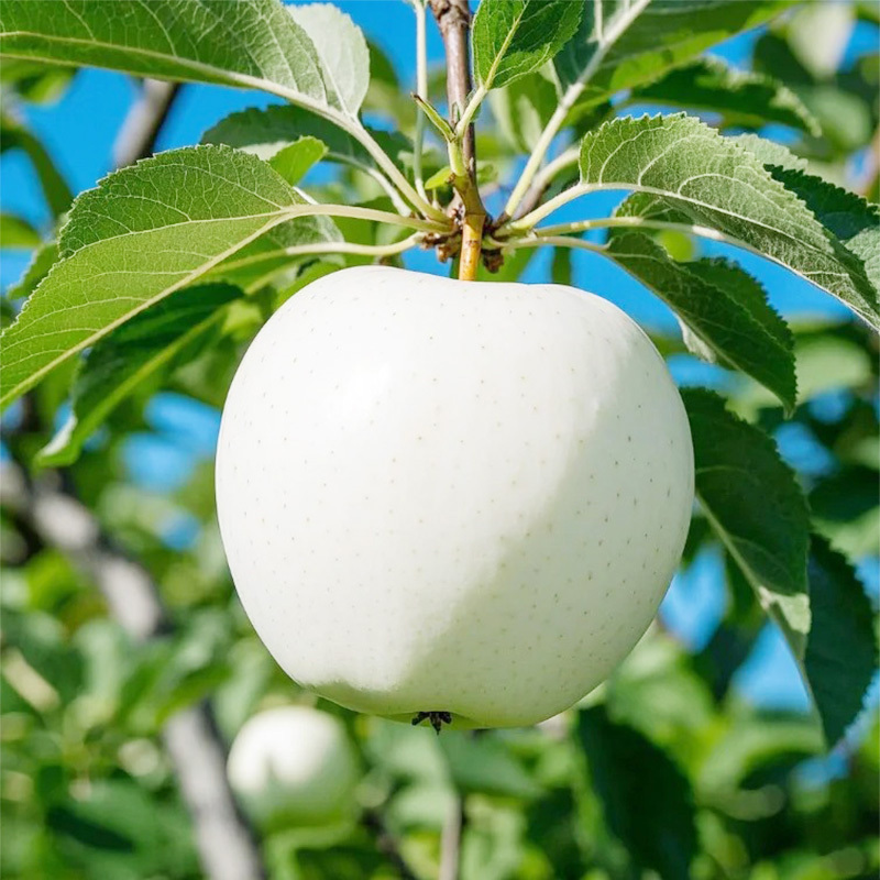 TEMU 50pcs White Fruit Seeds For Outdoor Planting Sweet Gardening Gift