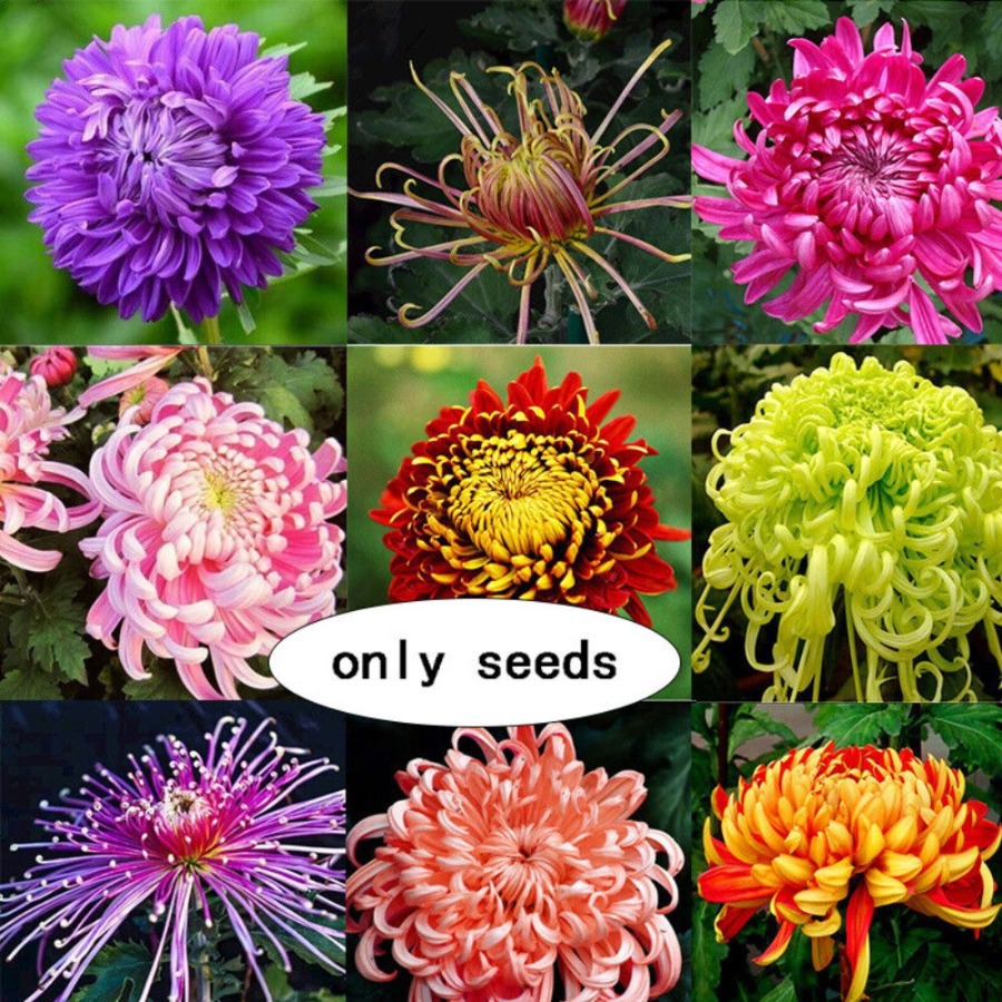TEMU 142pcs Variegated Chrysanthemum Seeds Gardening Flowers