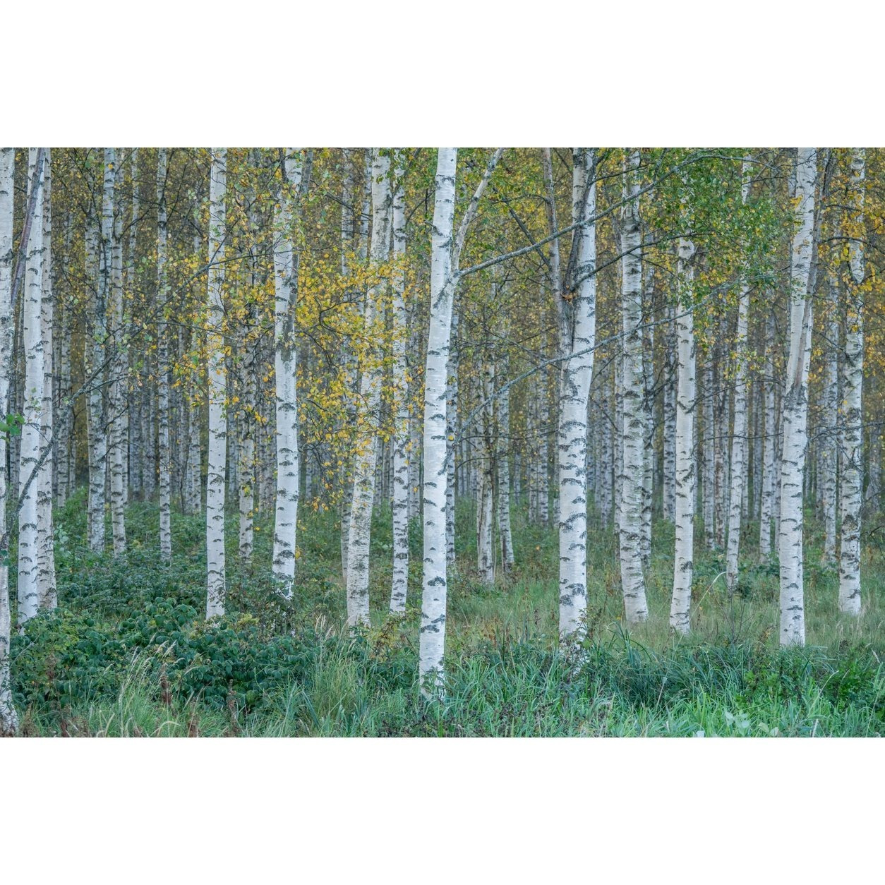 E-shop 100 Samen Sand- (Betula ) – Heimischer Baum – – Garten & Wald