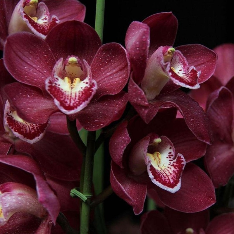 TEMU 123pcs Coupon Seeds Carp Orchid Seeds, Indoor Potted Family Use, Outdoor Flowers, Plants, Gardening, Nature