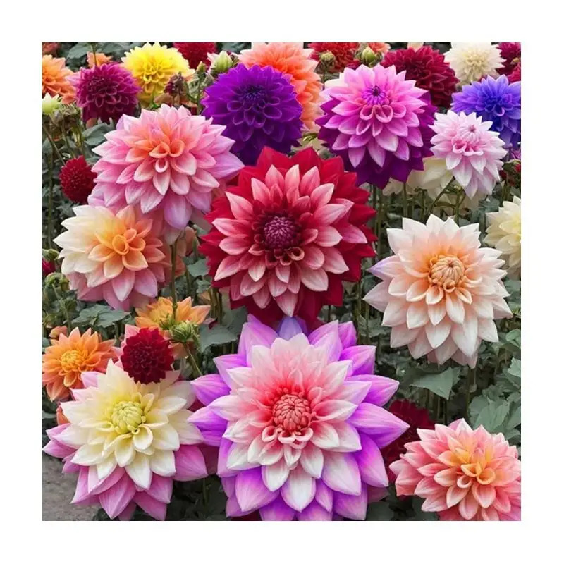 TEMU 199pcs Rare Mixed-colored Flower Seeds, 100 , Dlh1-yh91 - Leaves 1-3 , Fully , Leaves Elliptical Or Elliptical