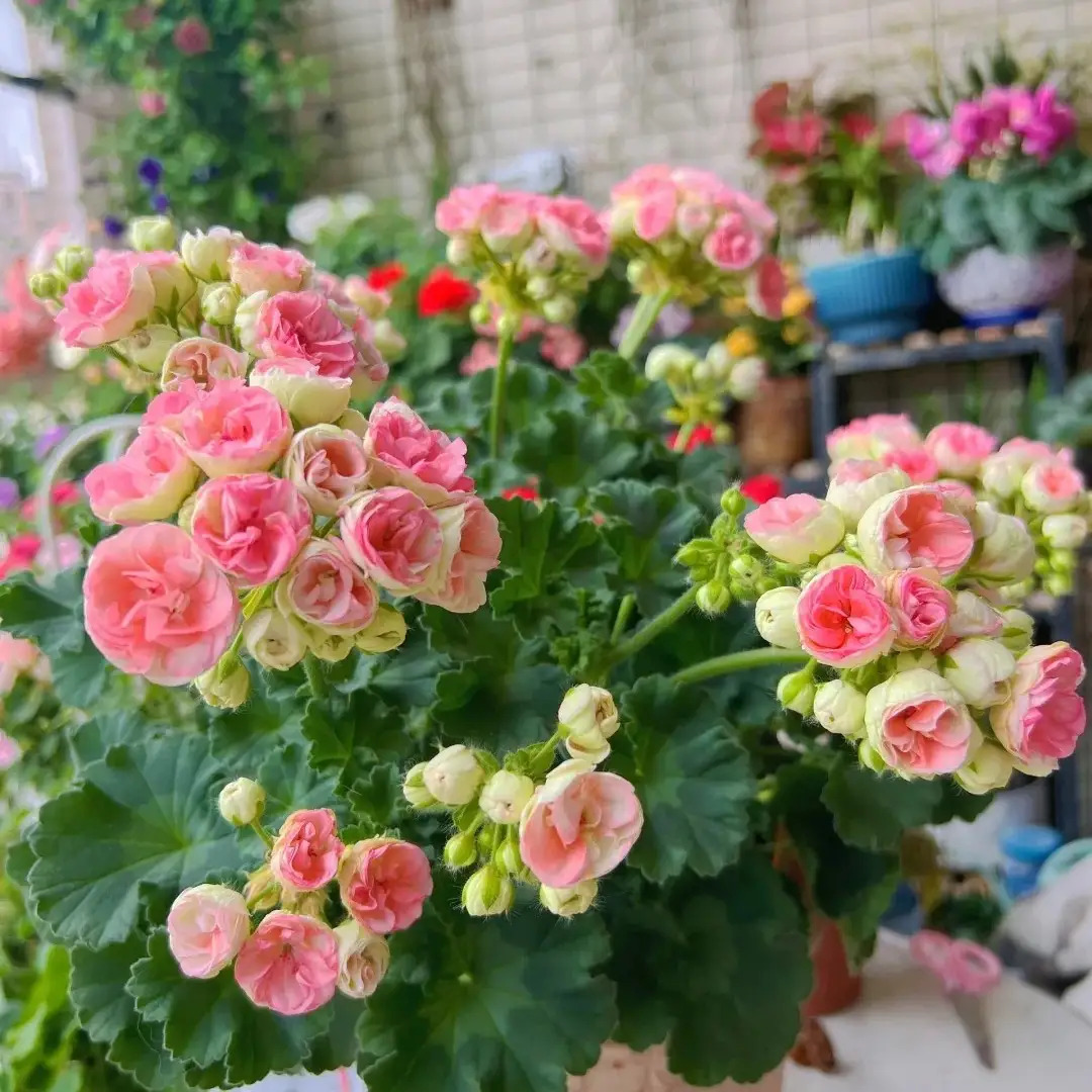 TEMU 311pcs Discount Offer 100pcs Geranium Seed Plants Perennial Garden