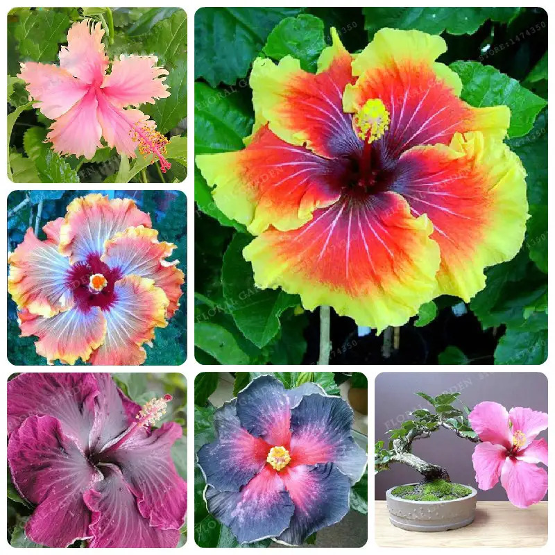 TEMU 50 Garden Plant Seeds, Hibiscus Flower Potted Seeds, Indoor Planting Perennial Plants, Tree Planting Supplies