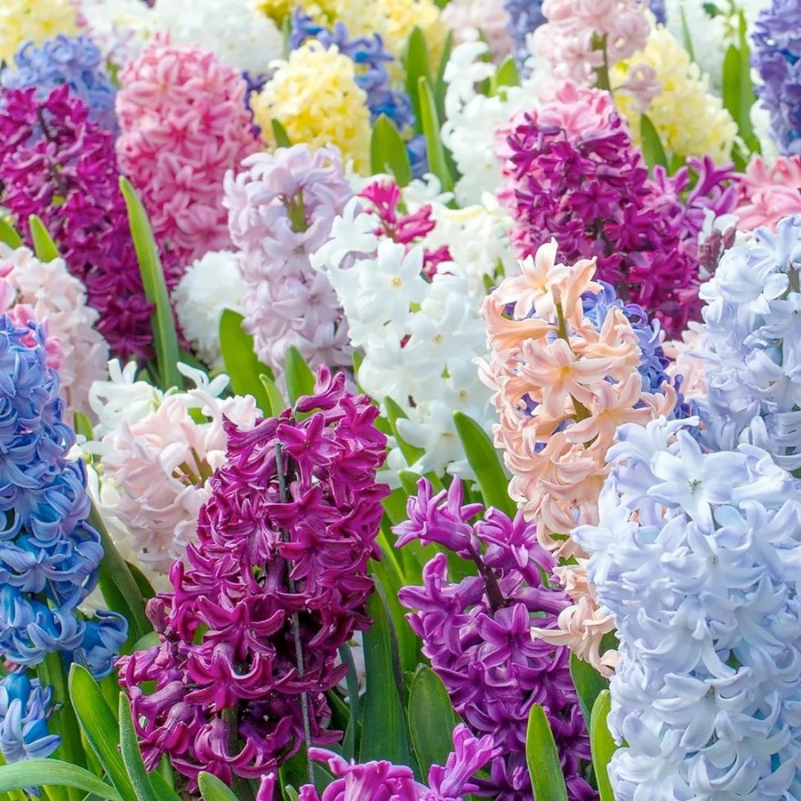 TEMU 215pcs Seeds Potted Plant Discount Offer Rare 300pcs Oriental Hyacinth Fllower Seeds