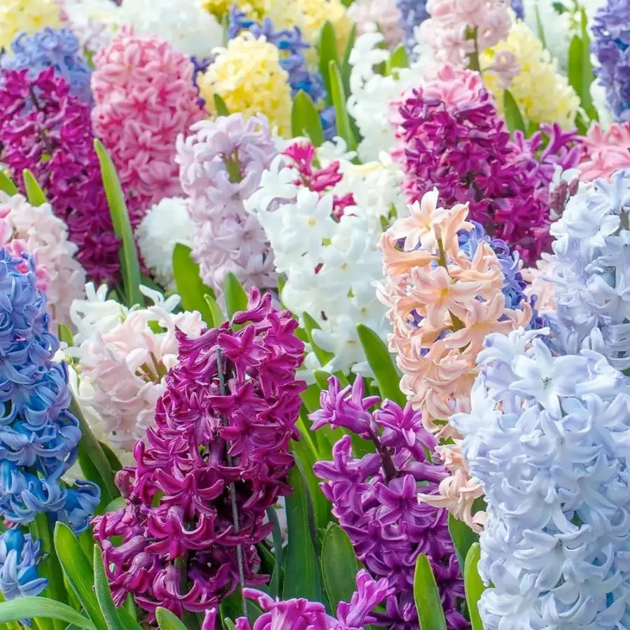 TEMU 215pcs Seeds Potted Plant Discount Offer Rare 300pcs Oriental Hyacinth Fllower Seeds