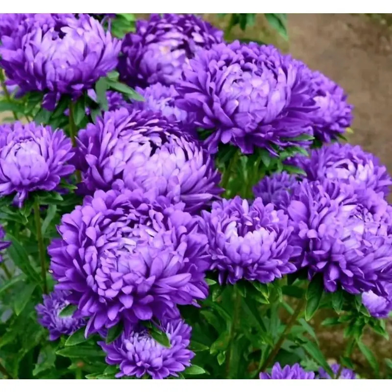 TEMU 265pcs Chrysanthemum Seeds, Genuine Flowers Peavytailor Exotic Light Purple Flowers