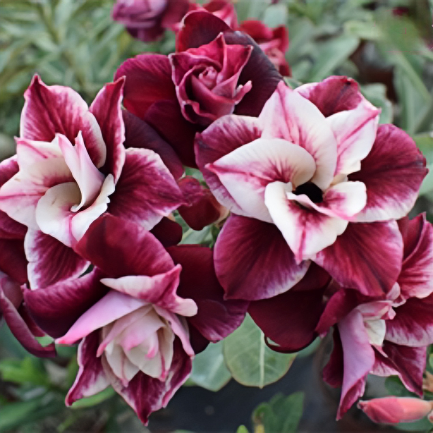 TEMU 200pcs Desert Rose Seeds Multi-colored Perennial Stunning Tropical Flower Seeds For Indoor And Outdoor Gardening