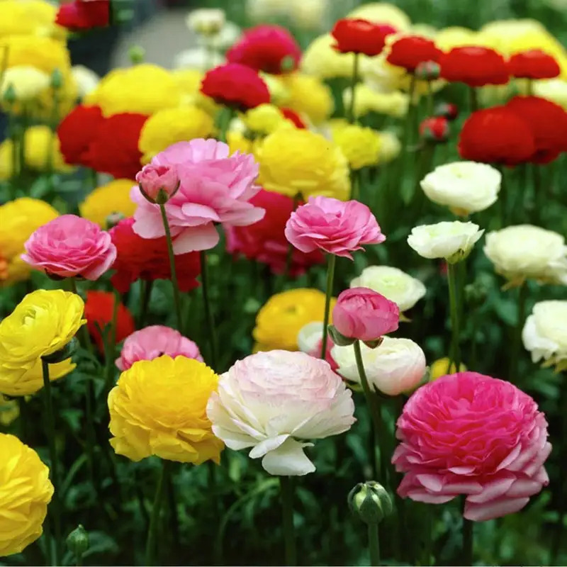 TEMU 200pcs Seeds Japanese Lotus Seeds Imported Seeds Mustard Flowers New Year Flowers Home Gardening Potted Flowers Seeds